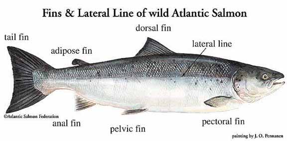 salmon_diagram1.jpg