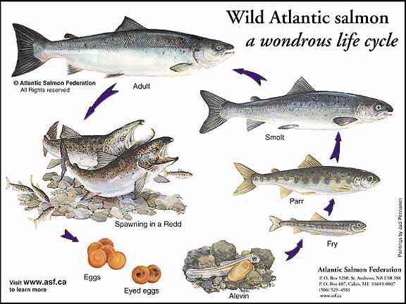 salmonlifecycle.jpg