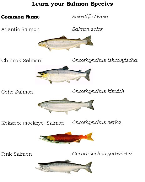 salmonspecies.jpg